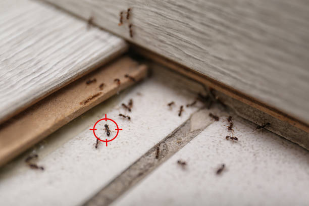 Best Pest Removal Services  in Pickens, SC