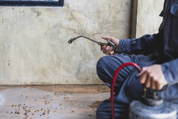 Best Rat Extermination Near Me  in Pickens, SC